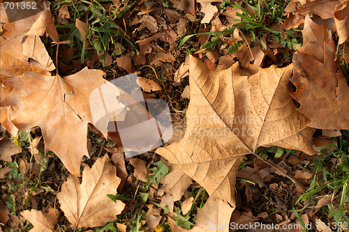 Image of Autumn