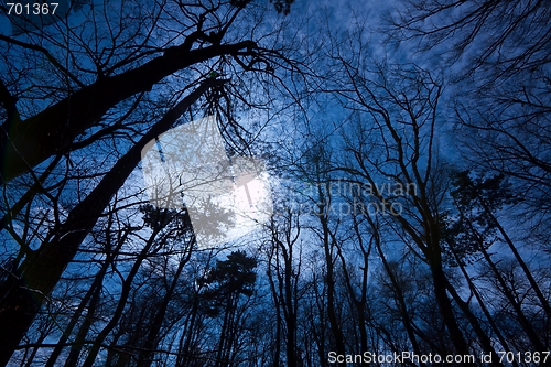 Image of Dark Forest