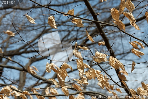 Image of Winter