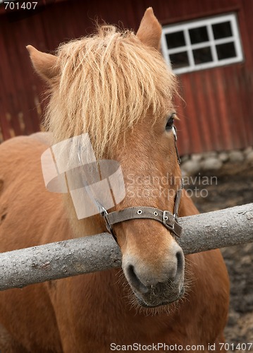 Image of Horse