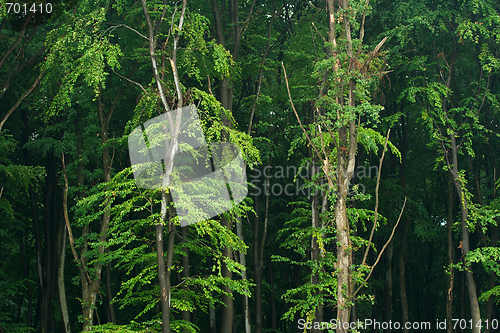 Image of Forest