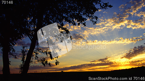 Image of two trees by sunset