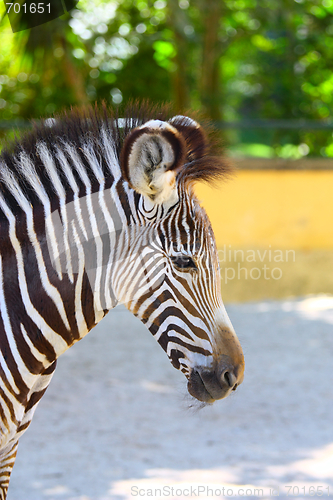 Image of portrait of zebra
