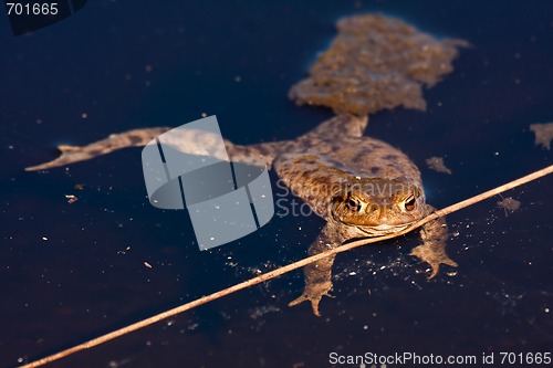 Image of Frog in water