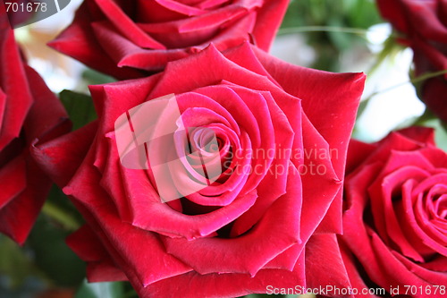 Image of Close up of red Rose