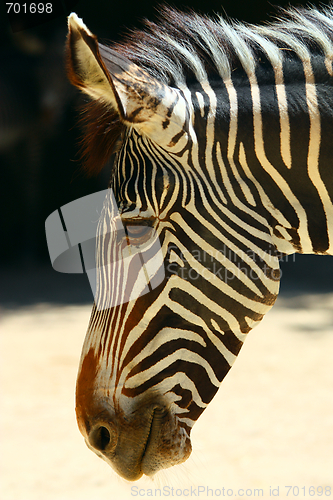 Image of portrait of zebra