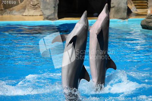 Image of happy dolphins jumping out of the water