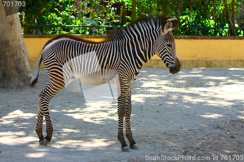 Image of Adorable baby Zebra standing