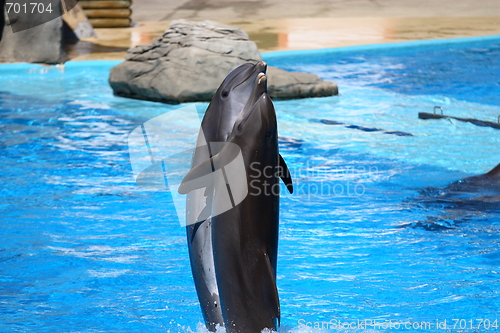 Image of happy dolphins jumping out of the water