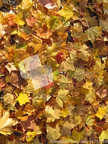 Image of Maple Leaves Fallen