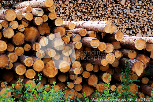 Image of Pine Logs