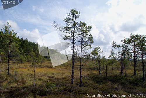 Image of Pines on Bog