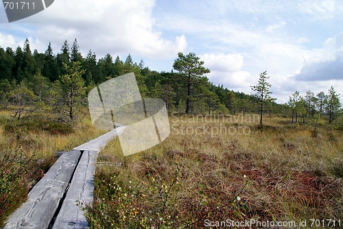 Image of Hiking Trail