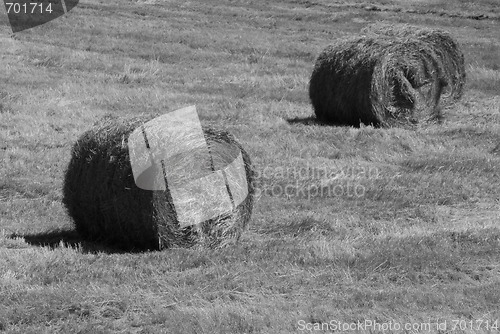 Image of Hay field in summer