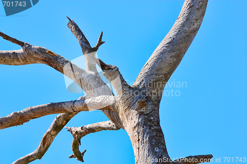 Image of  an old dry tree against the blue sky