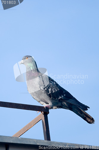 Image of Pigeon