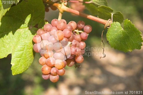 Image of Grapes ready for harvest