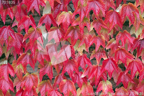 Image of Autumn Leaves