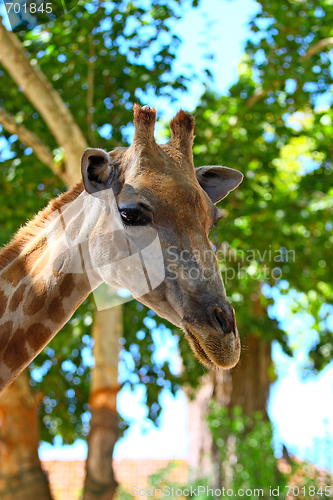 Image of head of giraffe