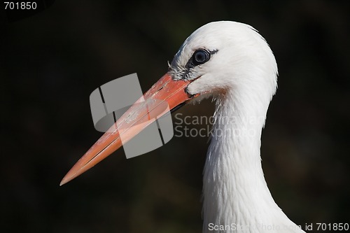 Image of White stork