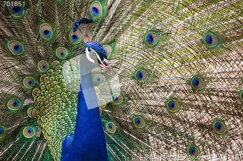 Image of Peacock