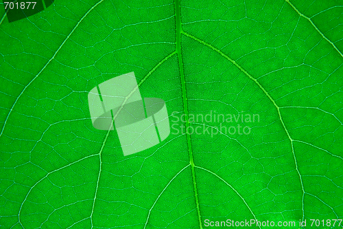 Image of  Leaf of a plant close up