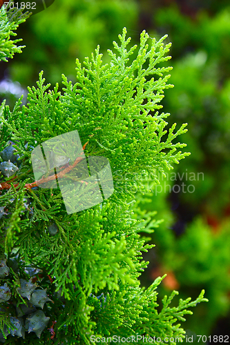 Image of Close-up of pine branches 