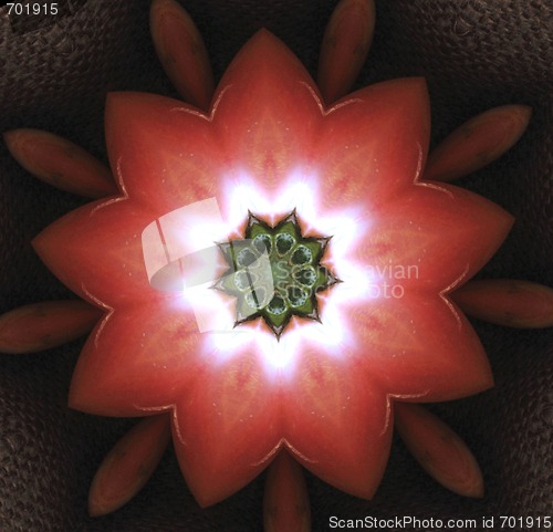 Image of red flower symmetry