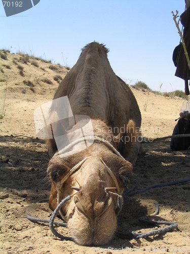Image of Long faced camel