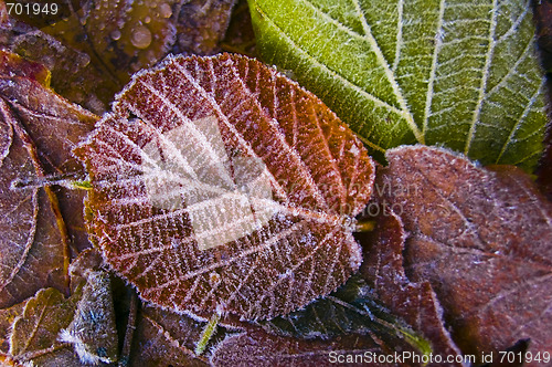 Image of Season leaf