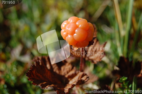 Image of Cloudberry 