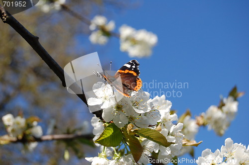 Image of Butterfly in the spring