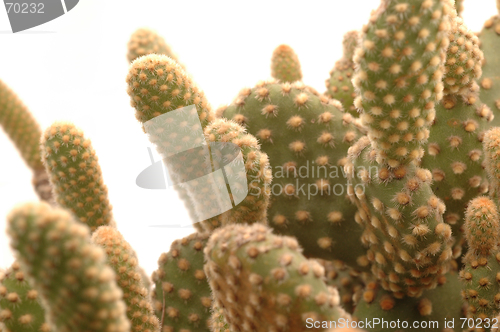 Image of cactus