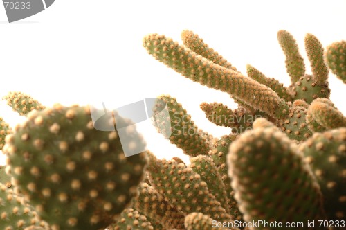 Image of cactus detail