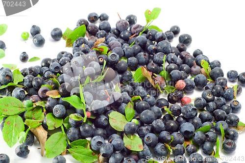 Image of Blueberry