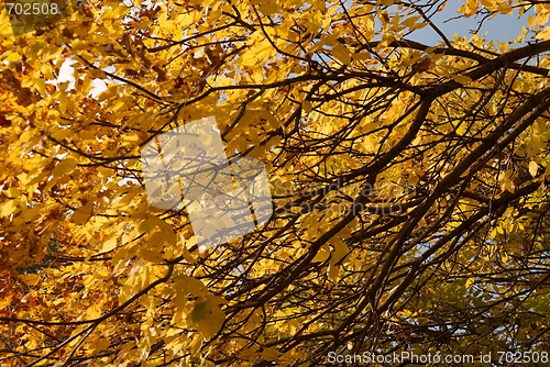 Image of Autumn