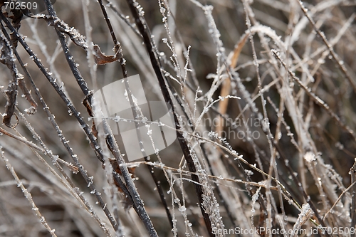 Image of Frosty