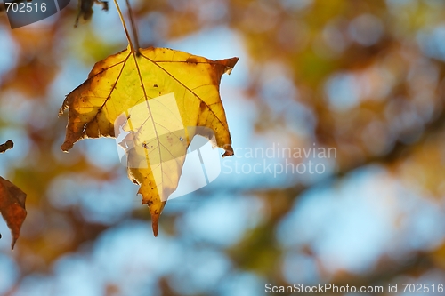 Image of Leaf