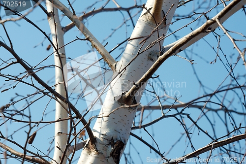 Image of tree