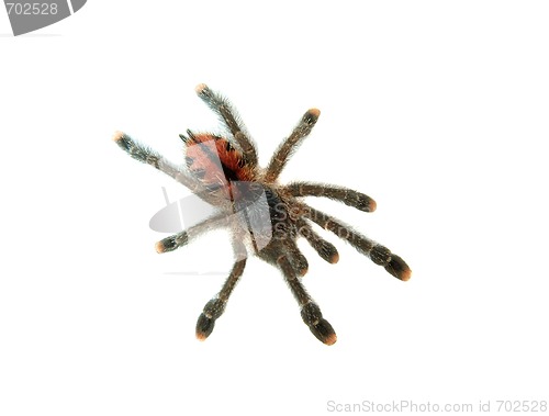 Image of Tarantula