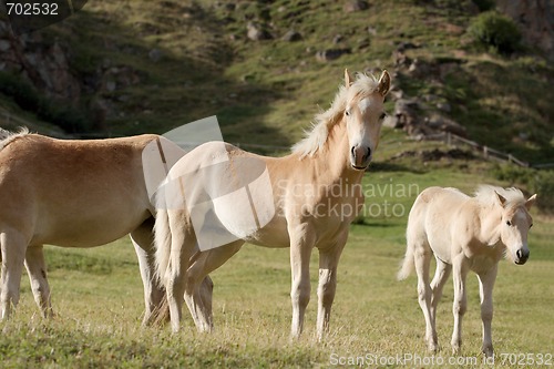 Image of Horses