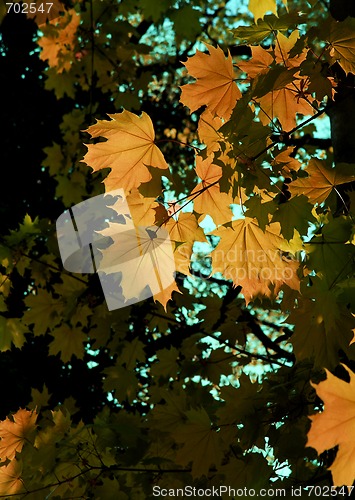 Image of Leaves