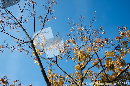 Image of Leaves