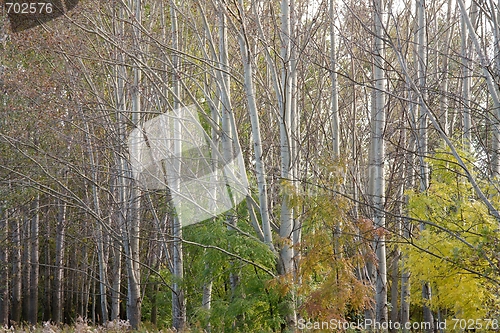 Image of Trees