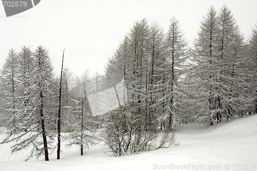 Image of Forest