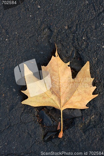 Image of Leaf