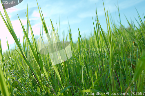 Image of Grass