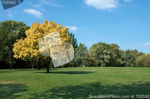 Image of Autumn tree