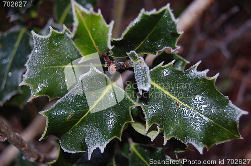Image of Christmas Leaf