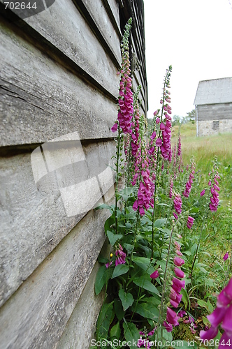 Image of Old house with flowers